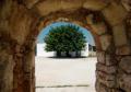 Seminario Alchimia tra Umano, piante e fiori di Puglia
