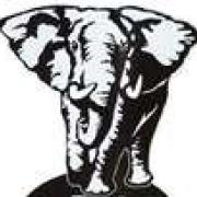 elephant66