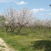 Associazione Didattica in Natura APS