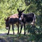 Parco Naturale Selva Reale