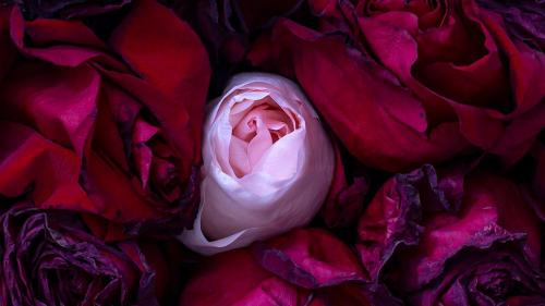 “Se la morte fosse un fiore profumato” il nuovo romanzo di Chiara Saccavini