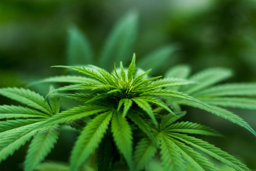 Alla scoperta delle migliori offerte naturali: perché il CBD conquista l'Italia