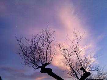 Giochi Di Vita Nell'eta' Del Sogno