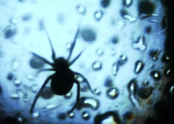 Tarantavirus