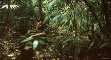 Tropical Malady di Apichatpong Weerasethakul