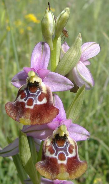 Orchidee. Alla ricerca delle orchidee spontanee