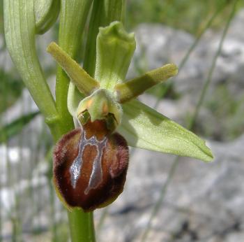Le orchidee dell'acquedotto