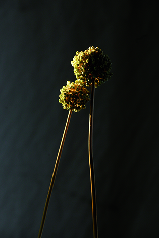 Fiori dell'aglio