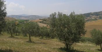 Alla Scoperta dell’Olio di Ravece e delle Bellezze di Ariano Irpino
