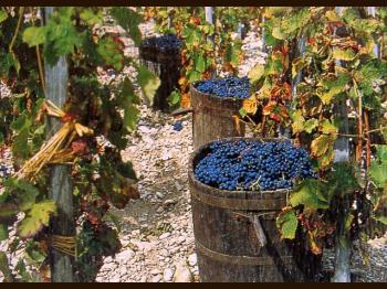 Paeseviaggio: Escursione a Martina Franca per A San Martino ogni mosto diventa vino