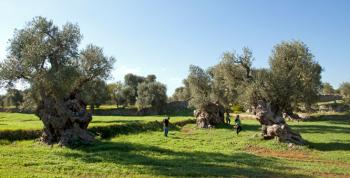 A Passo d'Olio - doppio appuntamento