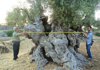 A piedi verso il Gigante buono