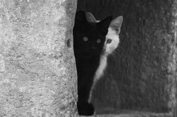 Gli occhi dell'amore