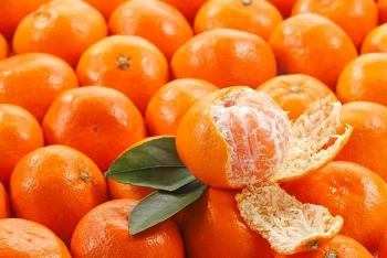 Festa del mandarino e degli agrumi  flegrei nel Mediterraneo
