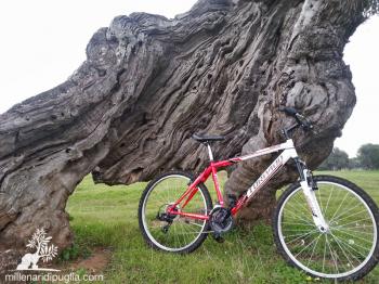 Cicloescursione tra il Mare e la Via Traiana