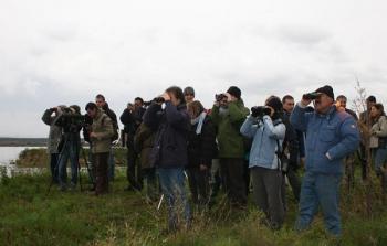 Birdwatching in palude