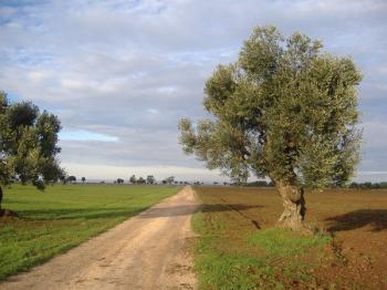 Trekking nel Parco Dune Costiere