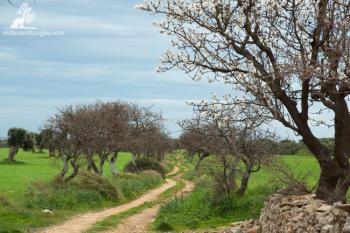 Trekking tra gli ulivi millenari e i mandorli in fiore