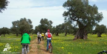 In bici tra la costa e gli ulivi romani della via Traiana