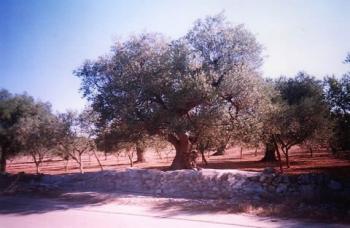 Tour delle masserie e della devozione popolare
