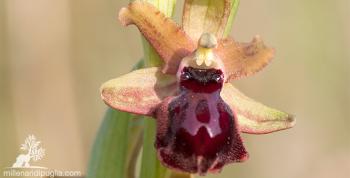 Una mattinata in BICI tra le prime orchidee selvatiche