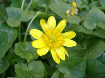 Tra prati in fiore e oliveti secolari