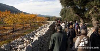 Trekking tra ulivi e antichi trulli