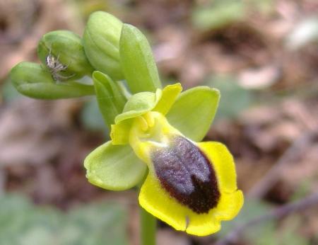 Il tratturo delle orchidee
