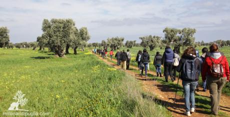 Trekking tra i campi e gli ulivi giganti di Masseria Boezio