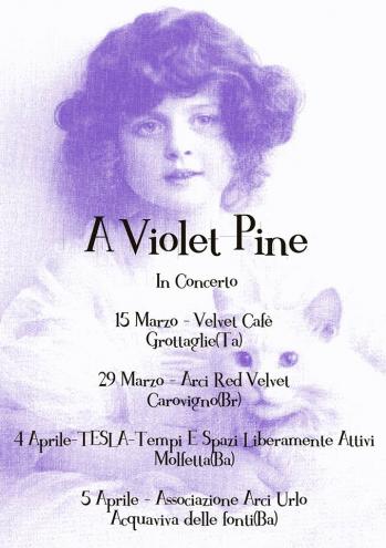 A Violet Pine in concerto