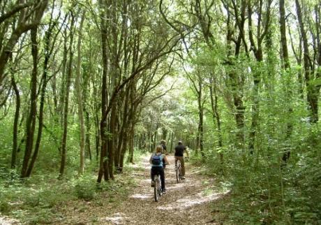 In bici nel bosco