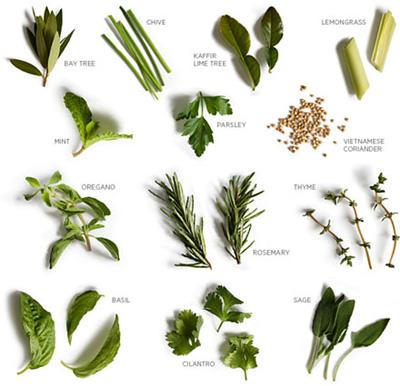 Il Giardino Mediterraneo - Appuntamento dedicato alle piante officinali