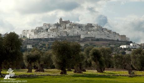 Trekking degli ulivi millenari di Ostuni
