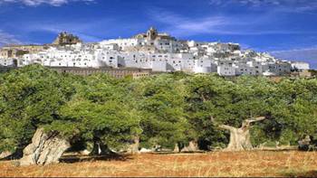 Giro Panoramico dei Trulli e di Ostuni
