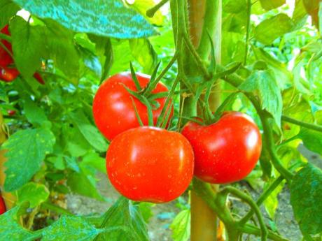 Torneo del Pomodoro - Terza Edizione