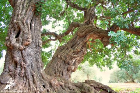 Escursione tra querce, carrubi e masserie