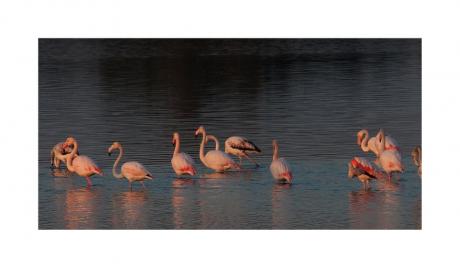 Fotografia Naturalistica e Birdwatching