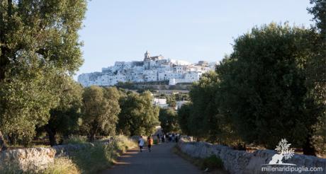 Escursione tra i millenari a due passi dal centro storico di Ostuni