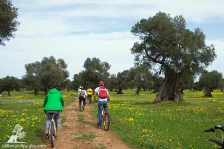 Cicloescursione tra il mare e gli ulivi