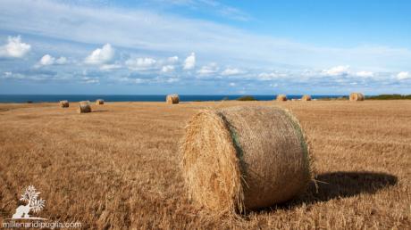 Escursione tra il mare e i campi di grano