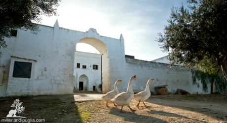 Escursione tra pascoli, ulivi e antichi trulli