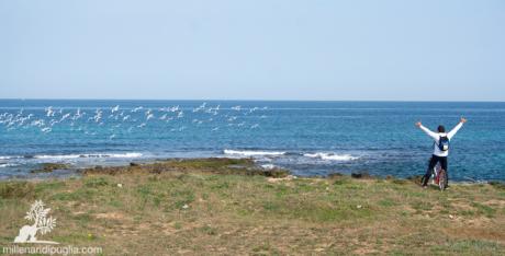 Cicloescursione tra il mare e gli ulivi