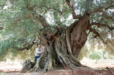Escursione verso il grande ulivo millenario