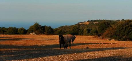 Sui Monti di Cisternino, come sospesi tra cielo, terra e mare