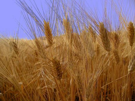 “Alla ricerca del Grano «Buono»”: ricerca e valorizzazione del grano “Buono” di Rutigliano e proposta di istituzione del marchio De.Co.  per il piatto tipico di Rutigliano:  “Grano, ceci neri, cipolla rossa e zampina”