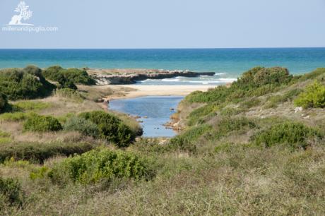 Notti d'Estate - Tra il bosco e il mare di Costa Merlata