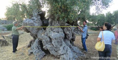 ITINERARIO DEI GIGANTI tra gli ulivi millenari più grandi di Puglia