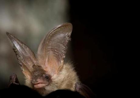 La notte dei pipistrelli
