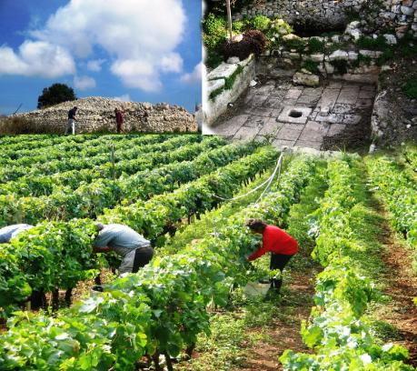 La via degli antichi palmenti