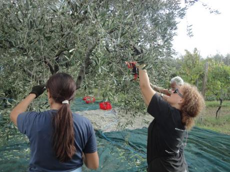 Olive, Dall'albero Alla Tavola